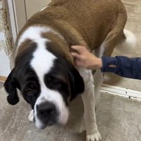 首をかくのが下手なむちゃ君9