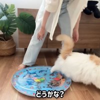 すぐにベッドから降りるレモンさん