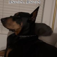 あからさまに「見ないふり」