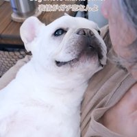 お父さんを見つめる小型犬