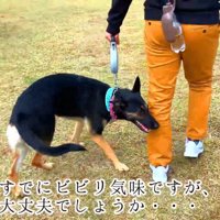 ワンコが多くてビビり気味…