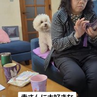 ソファーに座る人の後ろにいる犬