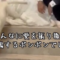 階段を下りて退場する犬