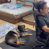 お仕事中は足元で監視