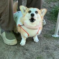 フィット