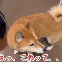 廊下でキョトンとしている犬