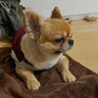 「たてがみなくなった」