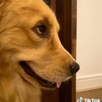 上目遣いのハッピーちゃん