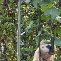 きゅうりを盗み食いする大型犬
