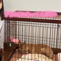 ケージに入った子犬に寄り添う女性