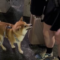 笑顔でお姉ちゃんを見上げる小型犬