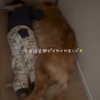 男の子を抱きしめる大型犬