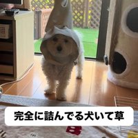 頭にカーテンが！