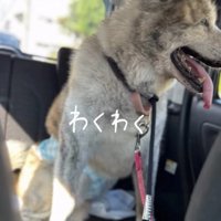 車の中で外を見る犬