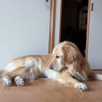 おしりを見つめる犬