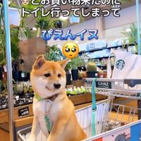 カートの中の困り顔の柴犬