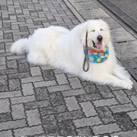 無邪気な超大型犬でした！！