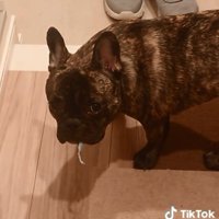 気まずそうなヴィヴィちゃん