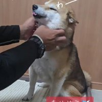 表情豊かすぎるさくらちゃんでした