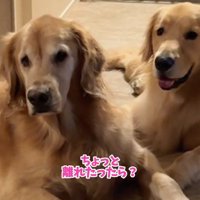 注意する飼い主さん