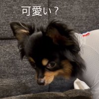 横目で見つめる犬
