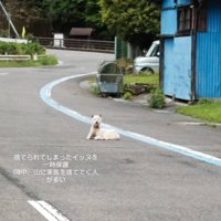 県道の真ん中に座り込む犬