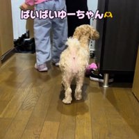 お姉ちゃんに外出のあいさつをする家族
