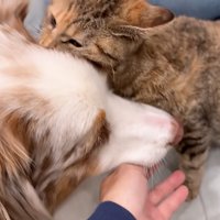 ガルチェロくんに噛みつくたまちゃん