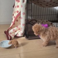 水を飲むハムスターと見つめる犬4