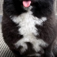 お腹