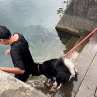 追いかける犬