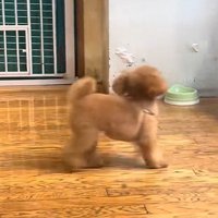 飼い主さんに気づいていません