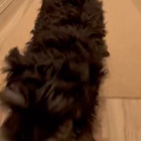 飼い主さんの元へ来たテオくん