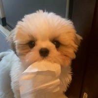 ぬいぐるみのようなよもぎくん