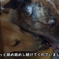 りゅうさんを励ますもかちゃん⑩