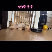 耳を吸ってしまいそうなルンバと起きない犬