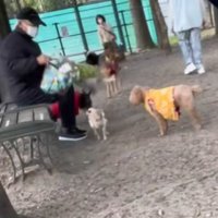 サフランちゃんの予想外の行動6