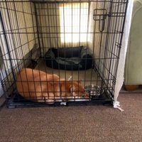 飼い主さんが帰宅したら…