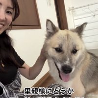 人に撫でられて喜ぶ犬