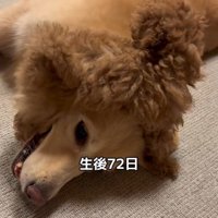 みるくちゃんと蘭ちゃん4