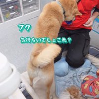 ブラッシング中のフクちゃん4