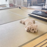 シャットダウン中…