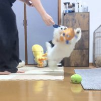 おもちゃに向かって跳ぶ犬