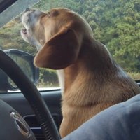 音楽と一緒に遠吠えを再開する犬