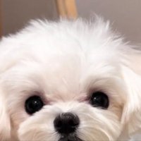 見つめる