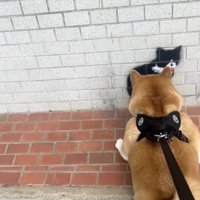 「ホンモノの猫」だと確信してしまったまめたくん