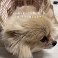 部屋の中を見まわす犬