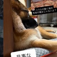 眠る犬2