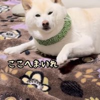 床をトントンする柴犬