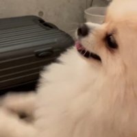 愛されわんこの末路！？